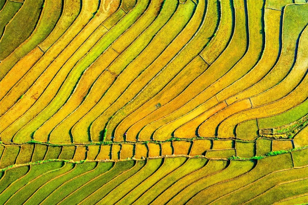 在印度做的这场尝试，适合中国吗？丨9001cc金沙思想力夏季论坛