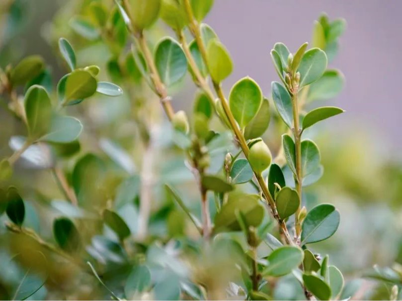 首页| 9001cc金沙集团以诚为本官网