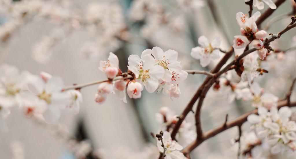 燕园风华特刊 | 东风又绿9001cc金沙路，繁花始盛未名湖