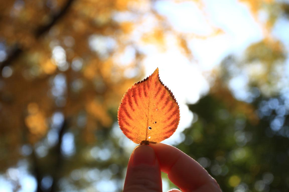 北大9001cc金沙MPAcc为何能获评A+成就？—校友风采（Ⅱ）